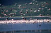 flamingosflyby